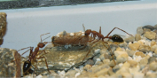 Myrmecia pavida