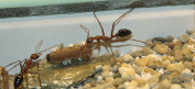 Myrmecia pavida