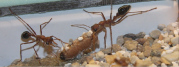 Myrmecia pavida