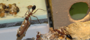 Myrmecia pavida