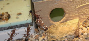 Myrmecia pavida