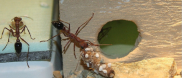 Myrmecia pavida