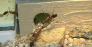 Myrmecia pavida