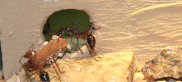 Myrmecia pavida