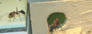 Myrmecia pavida