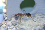 Myrmecia pavida