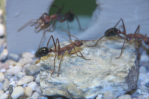 Myrmecia pavida