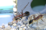 Myrmecia pavida