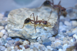 Myrmecia pavida