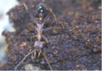 Myrmecia pavida