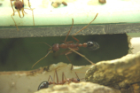 Myrmecia pavida
