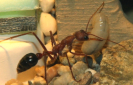 Myrmecia pavida