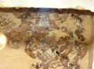 Myrmecia pavida