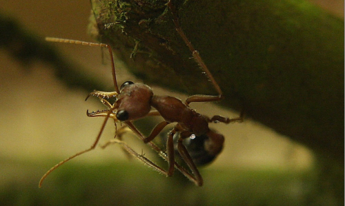 Myrmecia pavida