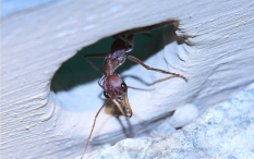 Myrmecia pavida