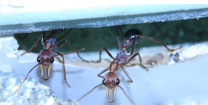 Myrmecia pavida