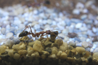 Myrmecia pavida