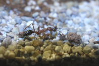 Myrmecia pavida