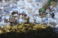 Myrmecia pavida