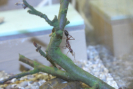 Myrmecia pavida