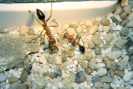 Myrmecia pavida