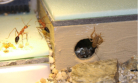 Myrmecia pavida