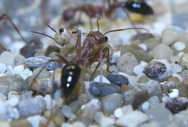 Myrmecia pavida