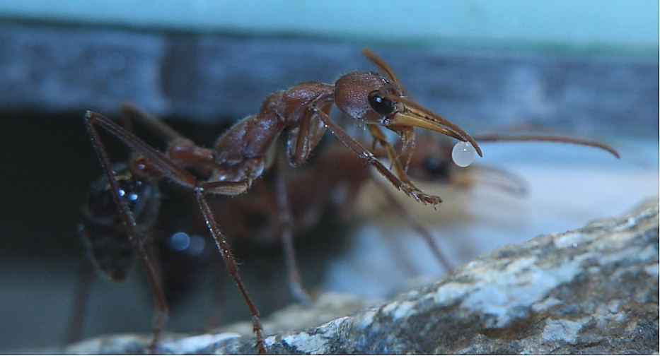 Myrmecia pavida