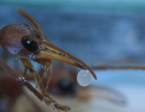 Myrmecia pavida