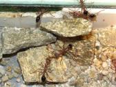 Myrmecia pavida