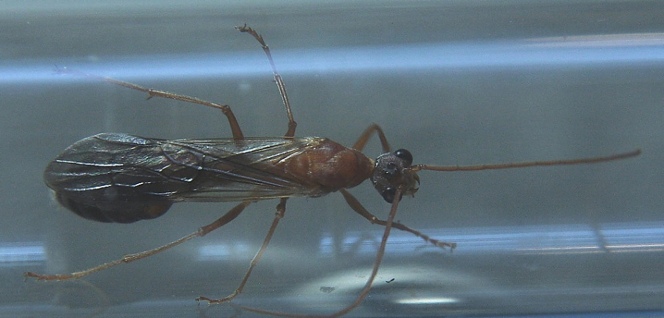 Myrmecia pavida