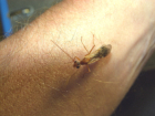 Myrmecia pavida