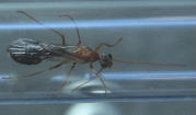 Myrmecia pavida