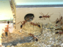 Myrmecia pavida