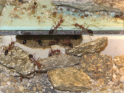 Myrmecia pavida