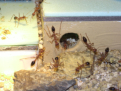 Myrmecia pavida