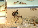 Myrmecia pavida