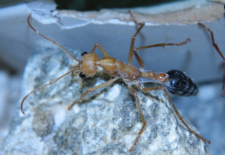 Myrmecia pavida