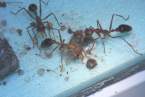Myrmecia pavida