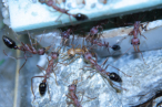 Myrmecia pavida