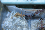 Myrmecia pavida