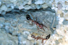 Myrmecia pavida