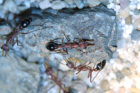 Myrmecia pavida