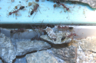 Myrmecia pavida