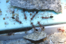 Myrmecia pavida
