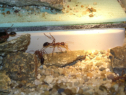 Myrmecia pavida