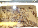 Myrmecia pavida