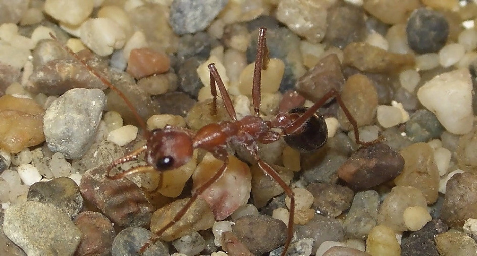 Myrmecia pavida