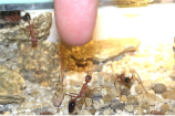 Myrmecia pavida