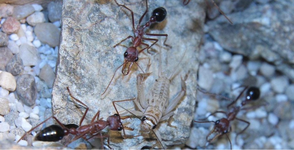 Myrmecia pavida